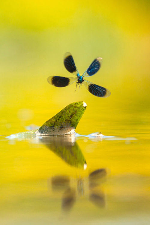 Winnende beeld in de igpoty competitie