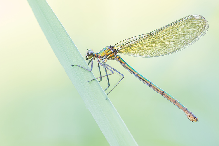 Weidebeekjuffer (Calopteryx splendens) vrouwtje