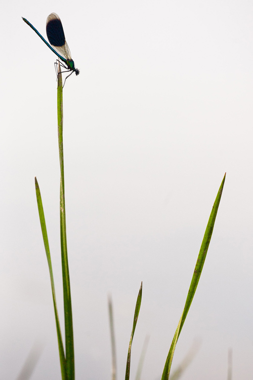 Weidebeekjuffer (Calopteryx splendens) op fluitekruid