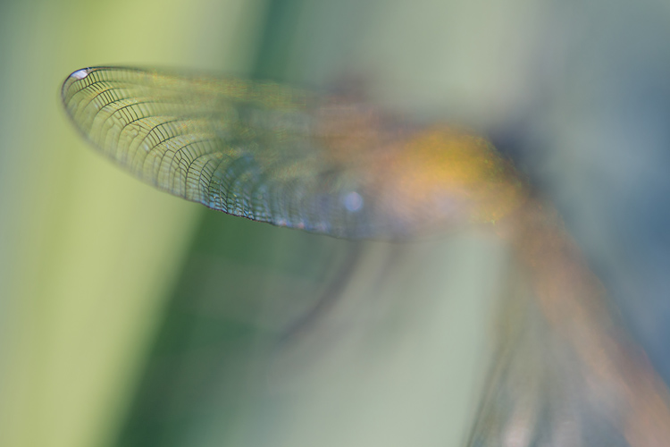 Abstracte benadering van het vrouwtje Weidebeekjuffer (Calopteryx splendens) 