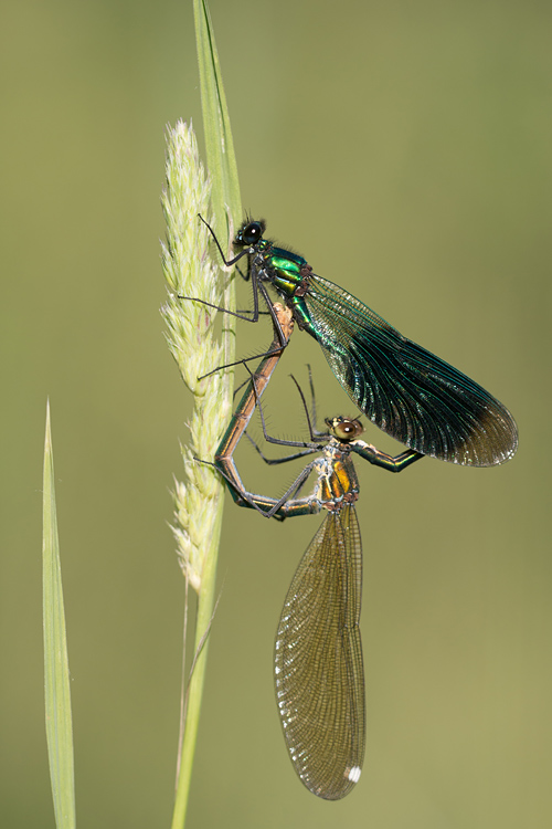 Copula Weidebeekjuffer (Calopteryx splendens) 