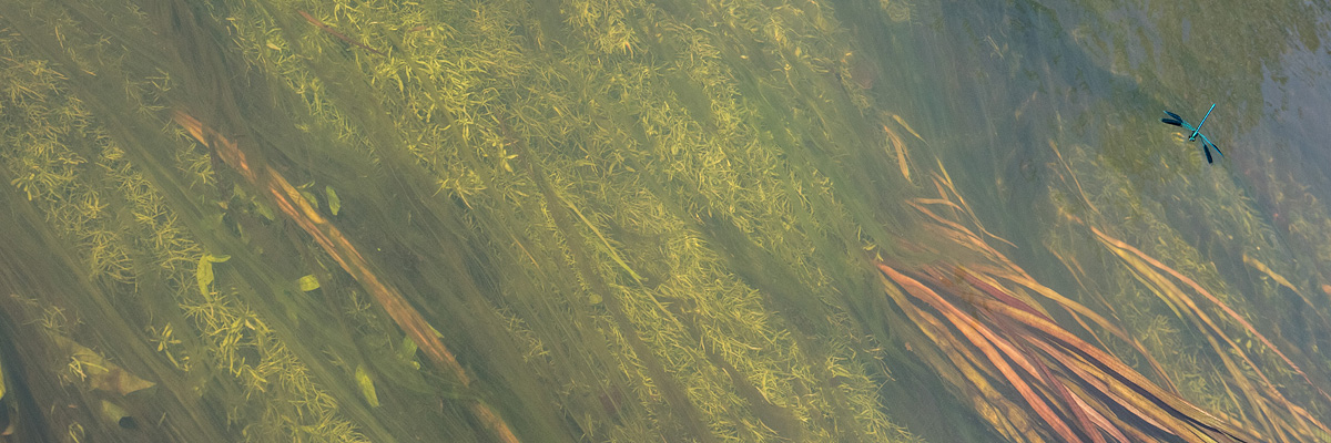 Weidebeekjuffer (Calopteryx splendens) man boven zijn habitat