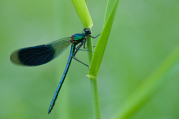 Weidebeekjuffer - Calopteryx splendens mannetje