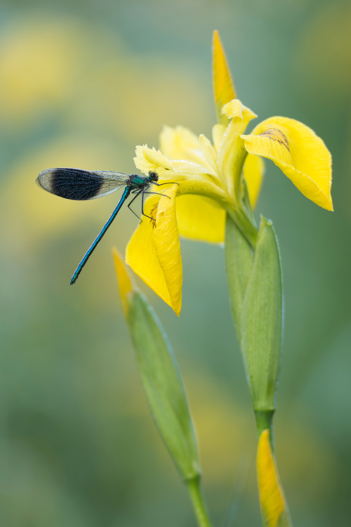 Weidebeekjuffer (Calopteryx splendens) mannetje op een gele lis bloem