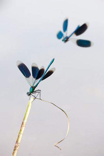 Rivaliserende mannetjes weidebeekjuffer (Calopteryx splendens)