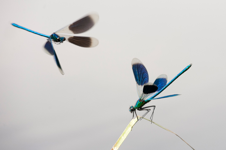 Rivaliserende mannetjes Weidebeekjuffer (Calopteryx splendens) 