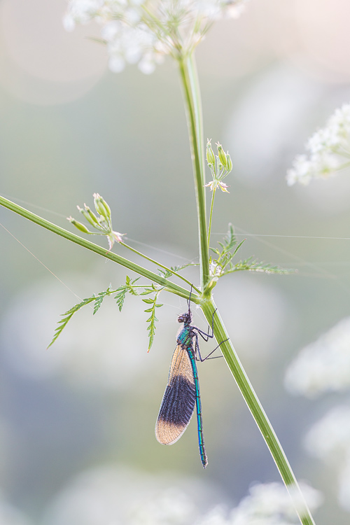 Weidebeekjuffer (Calopteryx splendens) in fluitekruid