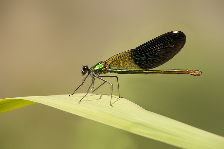 Androchroom vrouwtje weidebeekjuffer (Calopteryx splendens intermedia)