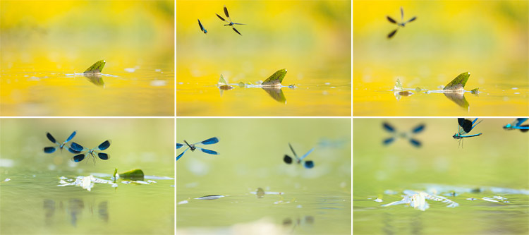 Weidebeekjuffer (Calopteryx splendens) bijna in vlucht vastgelegd