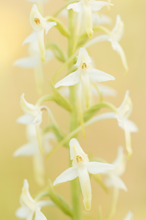 Welriekende nachtorchis (Platanthera bifolia) 