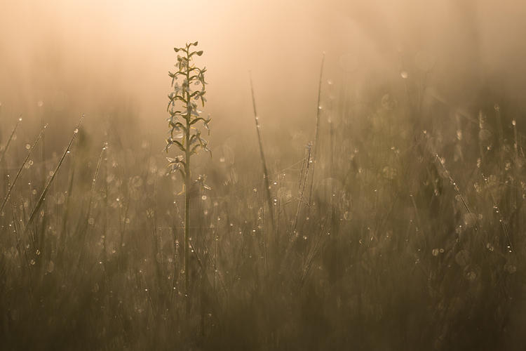 Welriekende nachtorchis (Platanthera bifolia) bij zonsopkomst