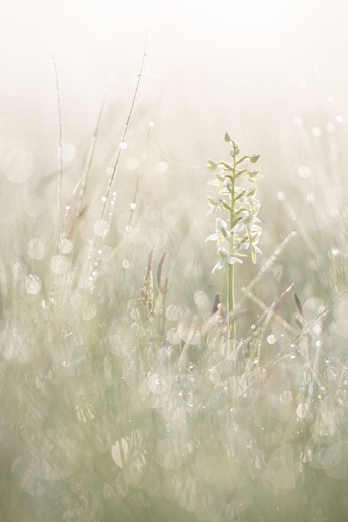 Bedauwde Welriekende nachtorchis (Platanthera bifolia) bij zonsopkomst