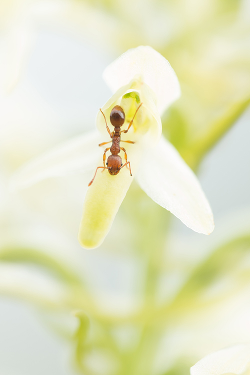 Welriekende nachtorchis (Platanthera bivolia) word bezocht door een mier