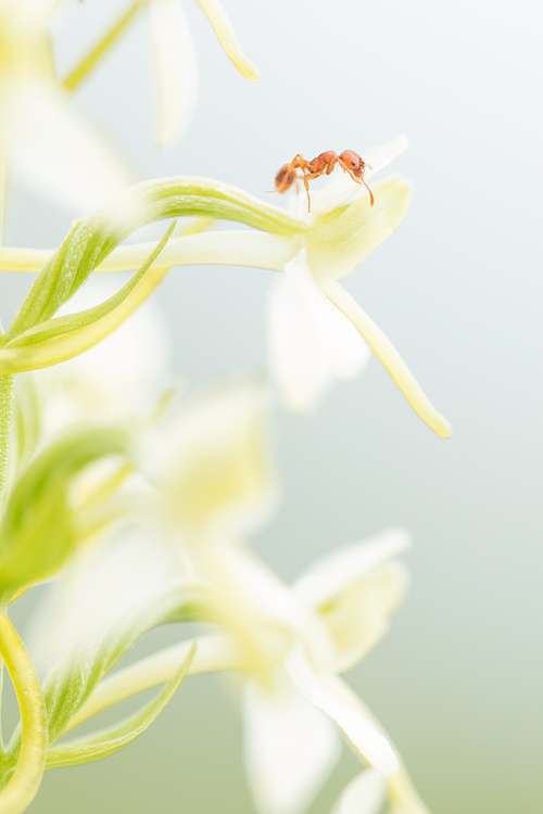 Welriekende nachtorchis (Platanthera bivolia) word bezocht door een mier