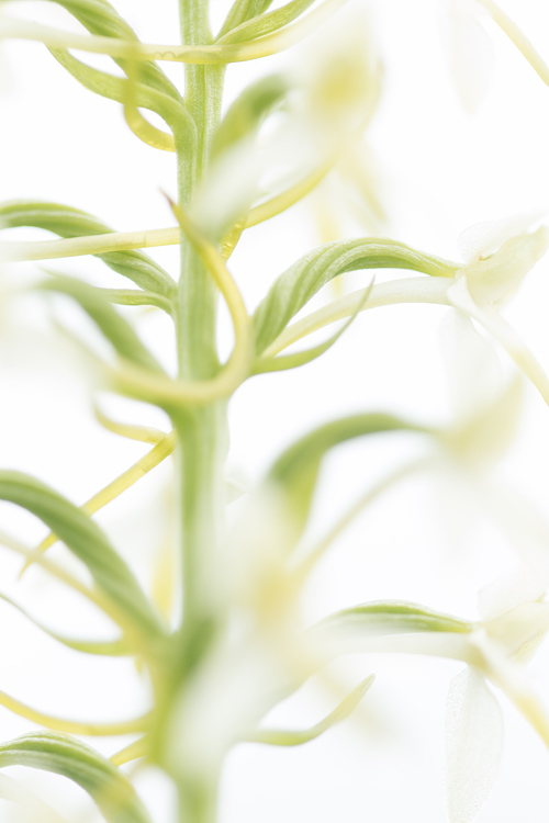 Welriekende nachtorchis (Platanthera bivolia) word bezocht door een mier