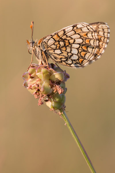 Westelijke parelmoervlinder (Melitaea parthenoides) op kleine pimpernel