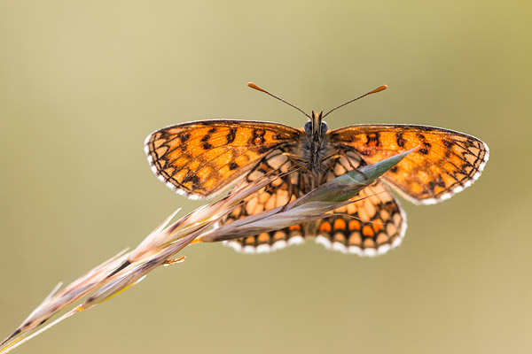 Westelijke parelmoervlinder (Melitaea parthenoides) in tegenlicht