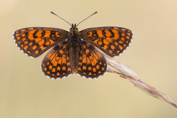 Westelijke parelmoervlinder (Melitaea parthenoides) 