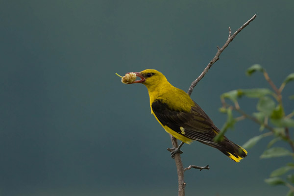 Wielewaal (Oriolus Oriolus)