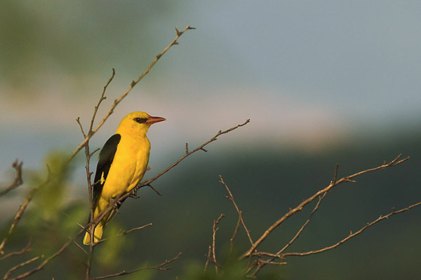 Wielewaal (Oriolus oriolus) man