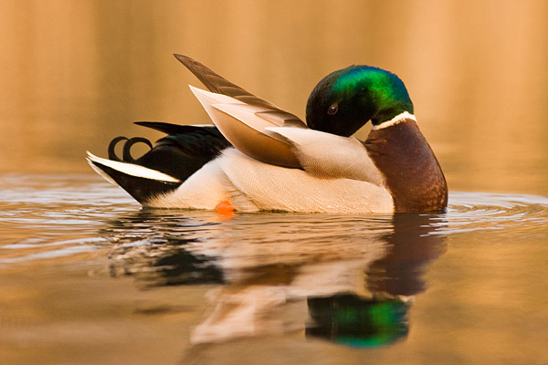 De wilde eend man is namelijk een kleurrijke verschijning