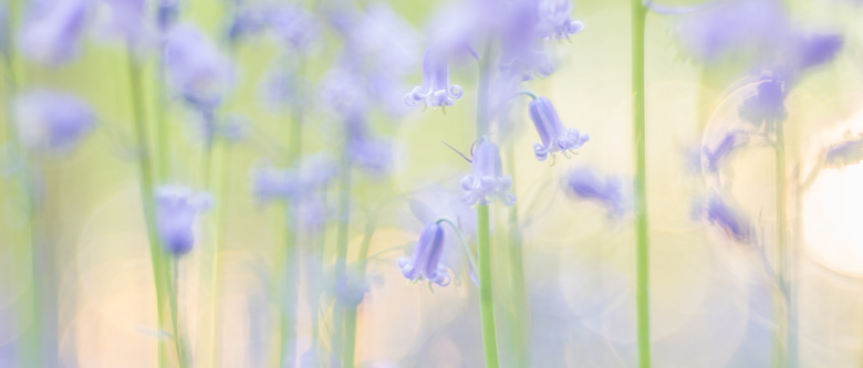 Wilde hyacinten (
Hyacinthoides non-scripta) in het Hallerbos in warm zonlicht.