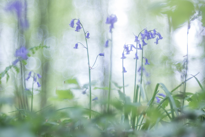 Wilde hyacinten (
Hyacinthoides non-scripta) in het Hallerbos.