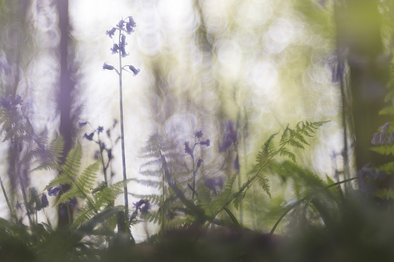 Wilde hyacinten (
Hyacinthoides non-scripta) in het Hallerbos.