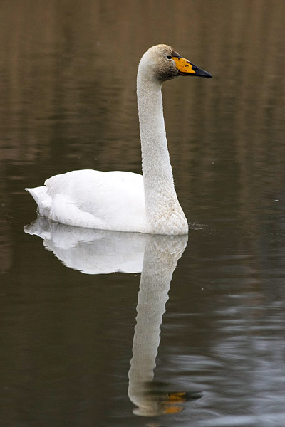 Wilde zwaan (Cygnus cygnus) 