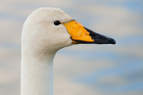 Wilde zwaan (Cygnus cygnus) 