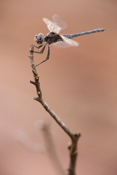 Windvaantje (Selysiothemis nigra) 