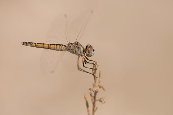 Windvaantje (Selysiothemis nigra) 