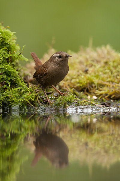 Winterkoning (Troglodytes troglodytes) 