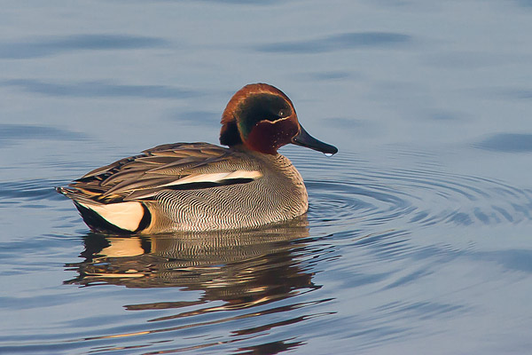 Wintertaling (Anas crecca) 