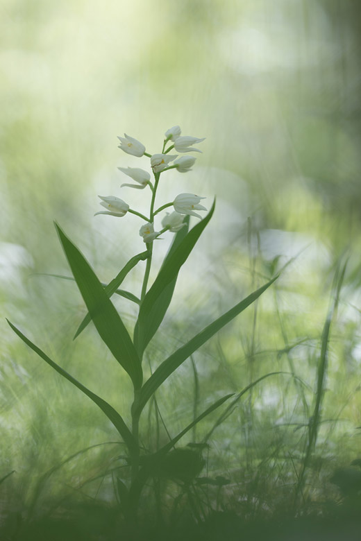 Wit bosvogeltje (Cephalanthera longifolia) 