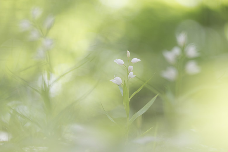 Witte bosvogeltjes