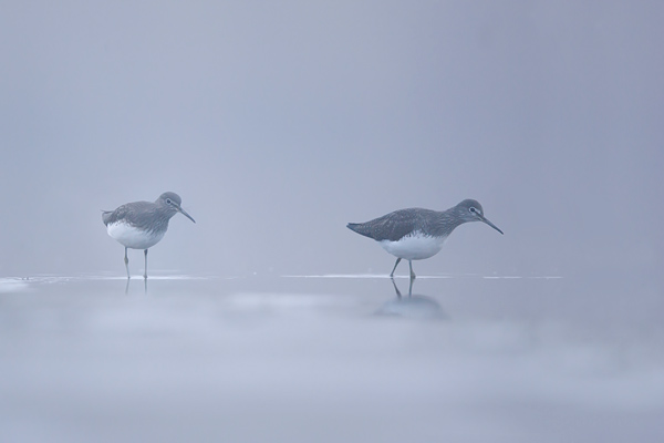 Twee witgatjes (Tringa Ochropus) in de mist.