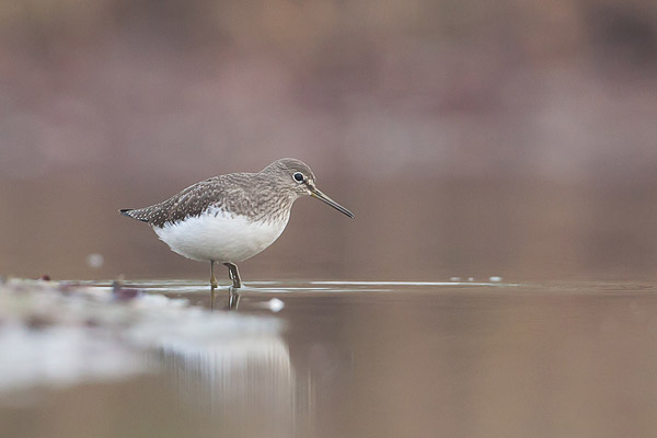 Witgatje vanaf mijn drijfhutje gefotografeerd