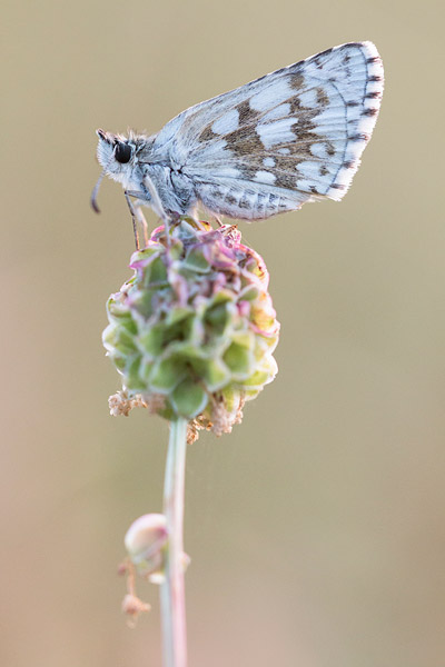 Witgezoomd spikkeldikkopje (Pyrgus carthami) 