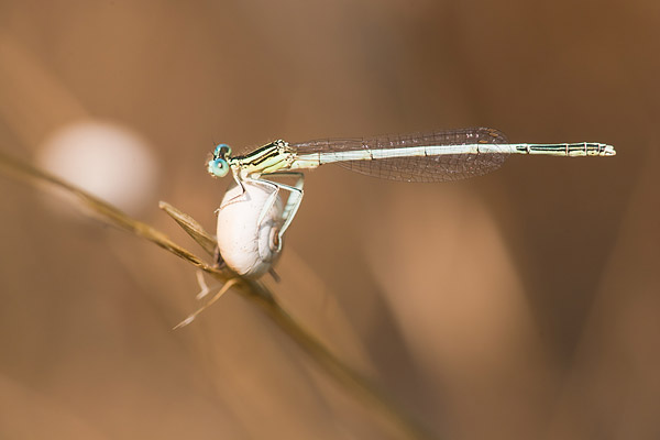 Witte breedscheenjuffer (Platycnemis latipes) mannetje