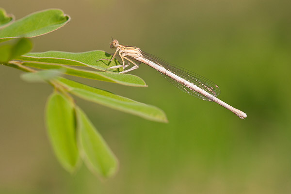 Witte breedscheenjuffer (Platycnemis latipes) 