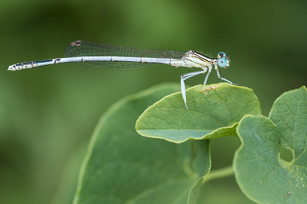 Witte breedscheenjuffer (Platycnemis latipes) mannetje