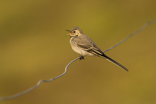 Jonge Witte kwikstaart (Motacilla alba) 