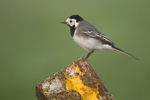 Witte kwikstaart (Motacilla alba) 