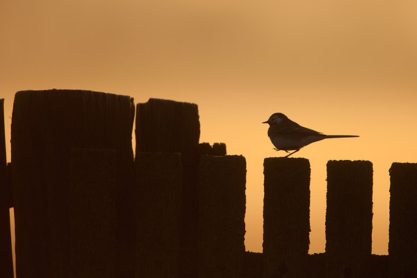 Witte kwikstaart (Motacilla alba) silhouet