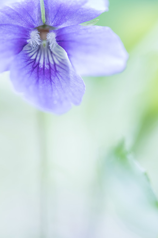 Wonderviooltje (Viola mirabilis) of grootbladig viooltje