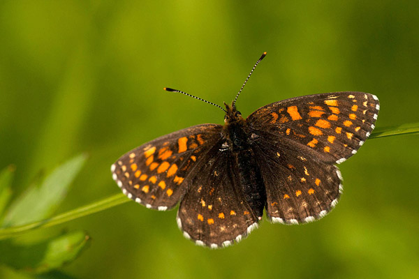 Woudparelmoervlinder (Melitaea diamina) 