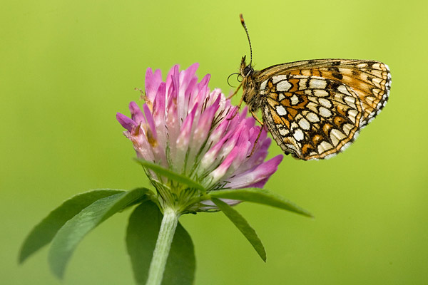 Woudparelmoervlinder (Melitaea diamina) 