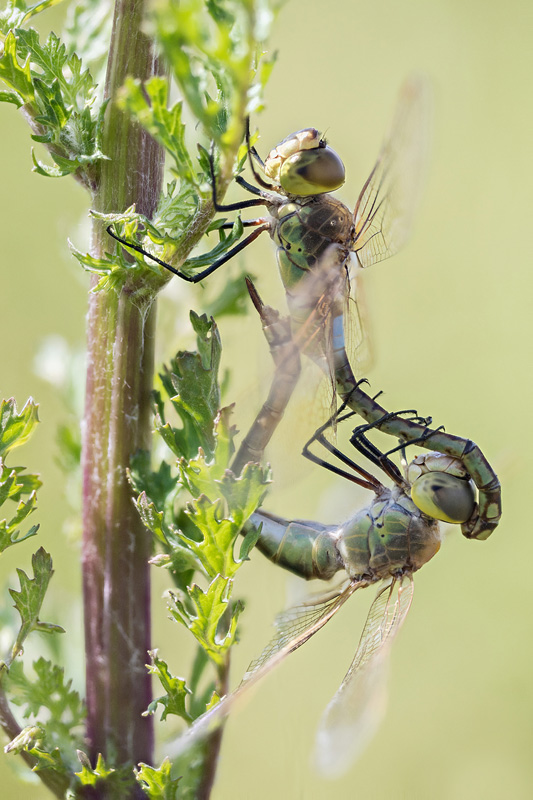 Paringswiel van de Zadellibel (Anax ephippiger) 