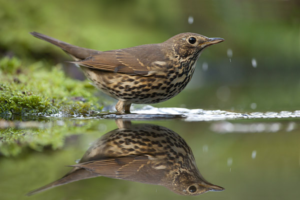 Zanglijster (Turdus philomelos) met weerspiegeling